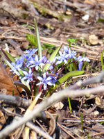 P1000382Blaustern (Scilla bifolia).JPG