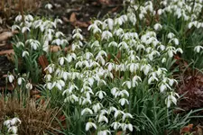 Frühling   0620.webp