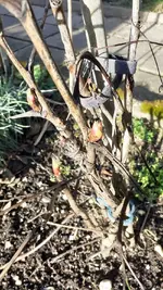 Baumpfingstrose 1.webp