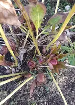 Christrose.webp