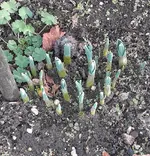 Frühling.webp