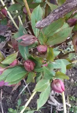 Lenzrose 2.webp
