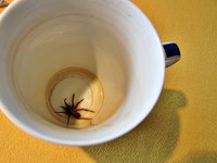 IMG_5562 v (2).JPG