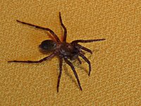 IMG_5659 v (381) - Copy.JPG
