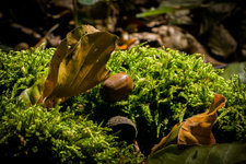 IMG_0194.jpeg