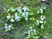 P1000349kaukasischer Blaustern.webp
