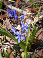 P1000380Blaustern (Scilla bifolia).JPG