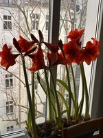 IMG_2557.jpeg