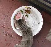 cookie wasser.webp