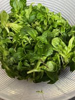IMG_4245.jpeg