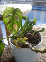 DSC07683.jpg