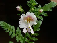 2024Schiza1.webp