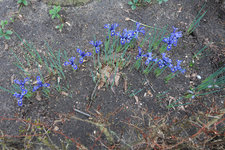 Iris reticulata Harmony RO 20240223.jpg