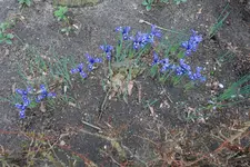 Iris reticulata Harmony RO 20240223.webp