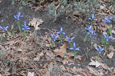 Iris reticulata Painted Lady Nyssen 20240223.jpg