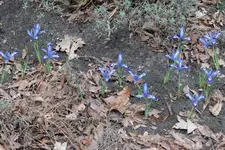 Iris reticulata Painted Lady Nyssen 20240223.webp