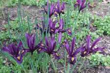 Iris reticulata J.S. Dijt 20240225.jpg