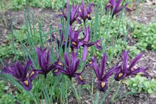 Iris reticulata J.S. Dijt 20240225.webp