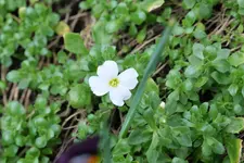 Blaukissen weiß 20240225.webp