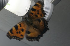 Kleiner Fuchs 20240222.jpg