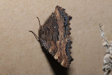 Kleiner Fuchs 20240219.jpg