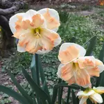 Narzisse Vanilla Peach.webp