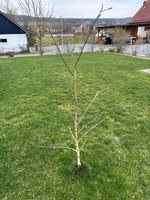 IMG_0116.jpeg