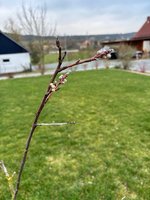 IMG_0118.jpeg