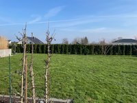 garten-2.jpg
