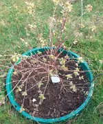 Heidelbeere 1.webp