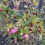 Lenzrose 3.webp