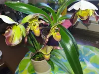 IMG_20240229_121052.webp