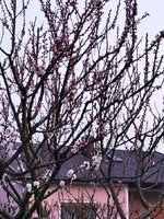 IMG_20240229_174530.jpg