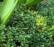 IMG_0207.jpeg