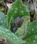 KnoPulmo.jpg