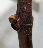 Knospe1.jpg