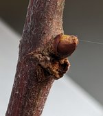 Knospe2.jpg