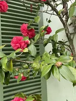 IMG_2018.webp