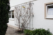 Weiki 0223.JPG