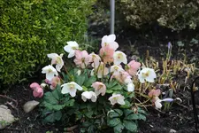 März    0724.webp