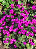 IMG_20240303_112727.jpg