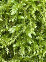 IMG_1982.jpeg