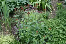 Spornblume0119.webp