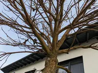 Kugeltrompetenbaum 1 -2.webp
