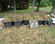 Grasabfälle in Kübel.webp