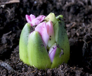 frueblueher.webp