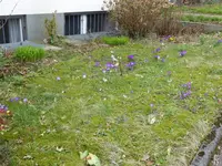 P1030582Vorgarten.webp