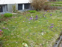 P1030582Vorgarten.JPG
