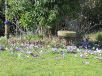 P1030600Hausgarten.JPG