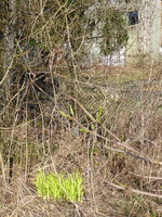 P1030572Sieben Söhne und Taglilie.JPG